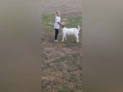 Kiera   Arnold   Sun Country 4H