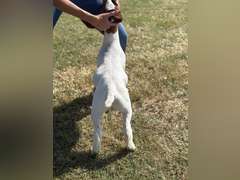 Grimes Show Goats  111
