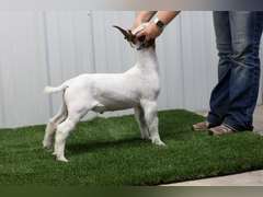 Belcher Farm & Ranch  4034