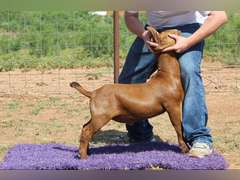 Titanium Livestock  5568