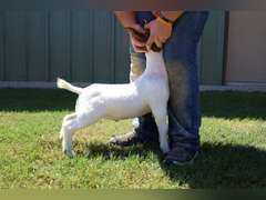Flyin’W Show Goats  5047