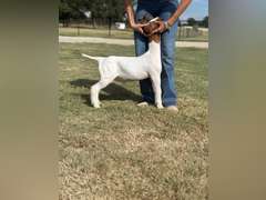 Grimes Show Goats  111