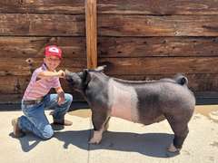 Ashtin  Sellers  Rural Rustlers