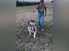 Logan  Cox  Rural Rustlers