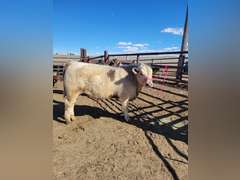 Eva   Stretcher   Rural Rustlers