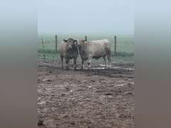 Eva   Stretcher   Rural Rustlers