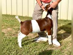 Bryson Show Goats  1338