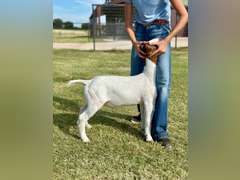 Grimes Show Goats  99