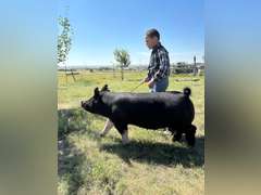 Benicio  Guevara-Hudson  Rattlesnake 4-H Club