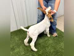 Belcher Farm & Ranch  4043