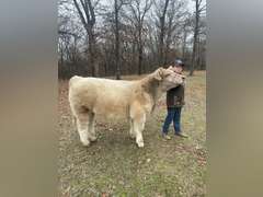 Easton  Moye  Rural Rustlers