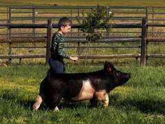 Phinehas  Brammer  Ranchin’ Rookies 4-H Club
