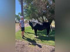 Evan  Guy  Rural Rustlers 4H