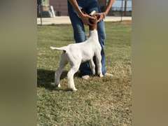Grimes Show Goats  111