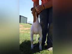Flyin’W Show Goats   5038