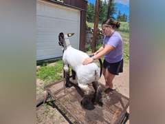 Jaceen  Zion  High Plains 4-H Club