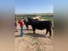 Lexi  Guy  Rural Rustlers 4H