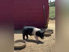 Dalton  Hudgins  Running Creek 4-H Club