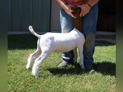 Compadres Cabritos/Flyin’W Show Goats  5023