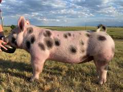 Bayne  Potestio  Rattlesnake 4H