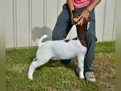 Bryson Show Goats  1358