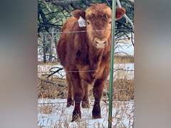 Katryna   Reitzig   Ranchin’ Rookies