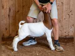 Finley Show Goats  046