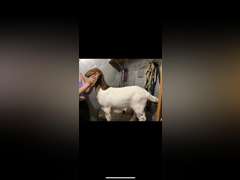 Brooke  Mills  Comanche Creek 4-H