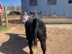 Lexi  Guy  Rural Rustlers 4H