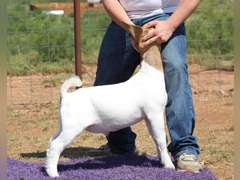 Titanium Livestock  5576