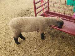 Preston   Fuchs  Elbert Creekside 4-H Club