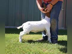 Flyin’W Show Goats   5038