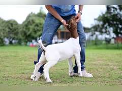 MB Boer Goats  2512