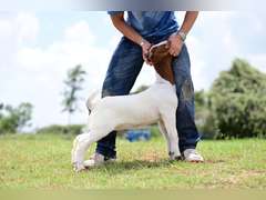 MB Boer Goats  2524