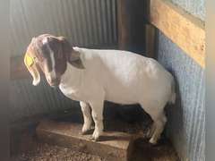 Stockton  Musgrove  Ranchin' Rookies