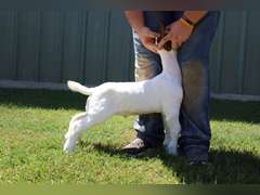 Flyin’W Show Goats  5046