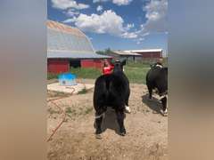 Lexi  Guy  Rural Rustlers 4H