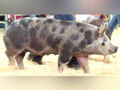 Titus  Cabrera  Gold Creek 4-H