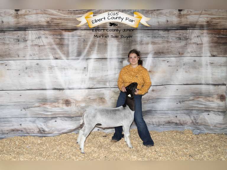 Trinity  Fulton  Rural Rustlers 4H
