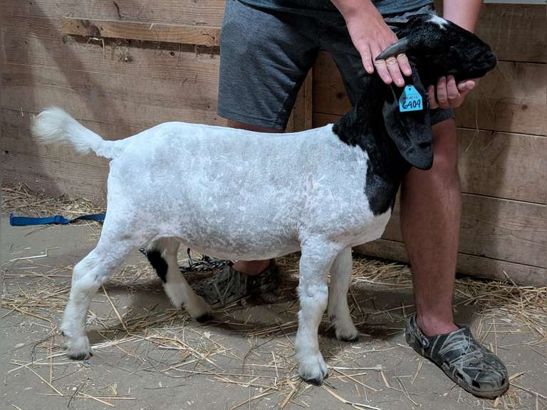 Paul  Hoy  Kinder Farm Park 4-H Club