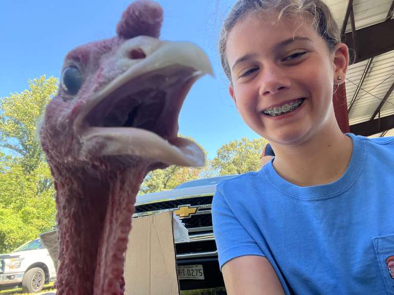 Clara  Larsen  Kinder Farm Park 4-H Livestock Club