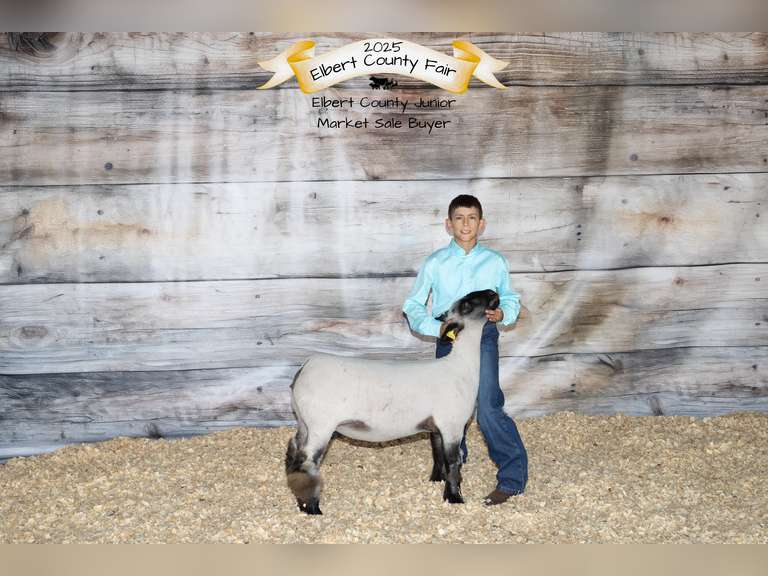 Eli  Gonzalez         Rural Rustlers
