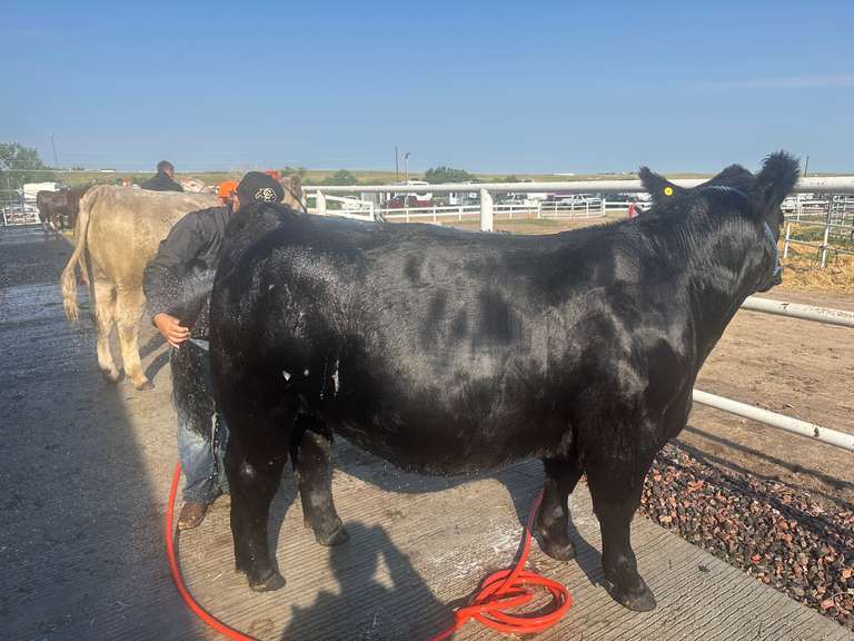 Tucker   Sedlak  Rural Rustlers