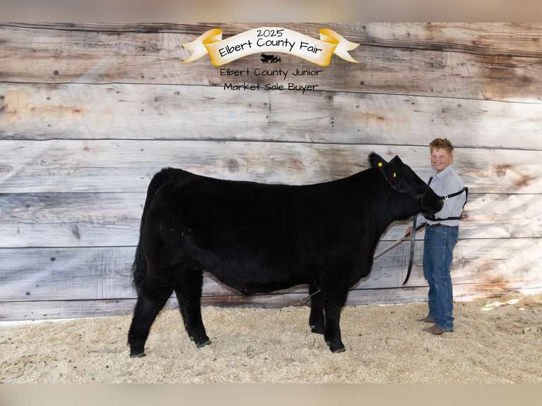 Tucker   Sedlak  Rural Rustlers