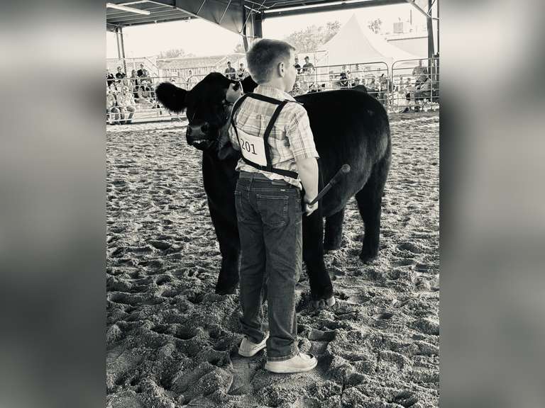 Barrett  Volosin  Rural Rustlers 4-H