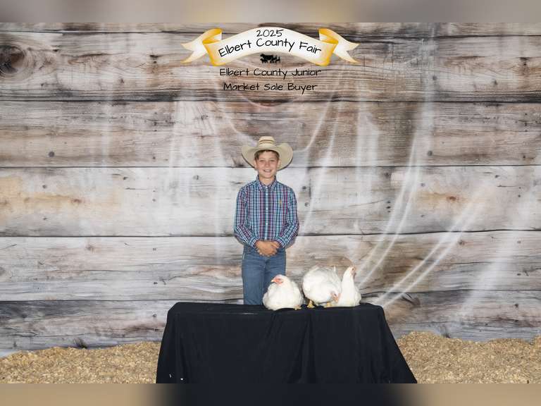 Corbin  Palmer  Sun Country 4H