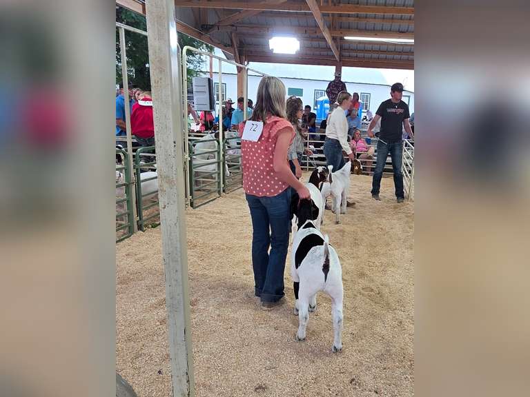 Laina  Offutt  Rural Rustlers 4h Club