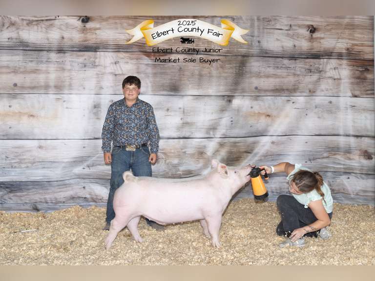 Noah  Carson  Rural Rustlers 4H