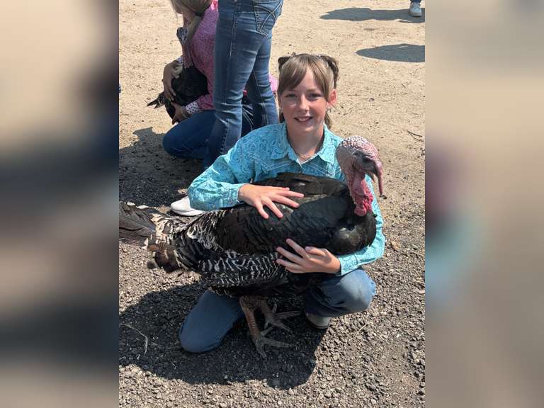 Naphtalie  Serven   Ranchin Rookies 4H