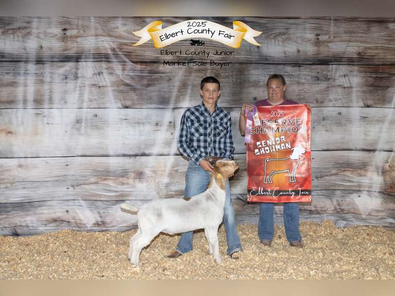 Collin  Arnold   Sun Country 4H